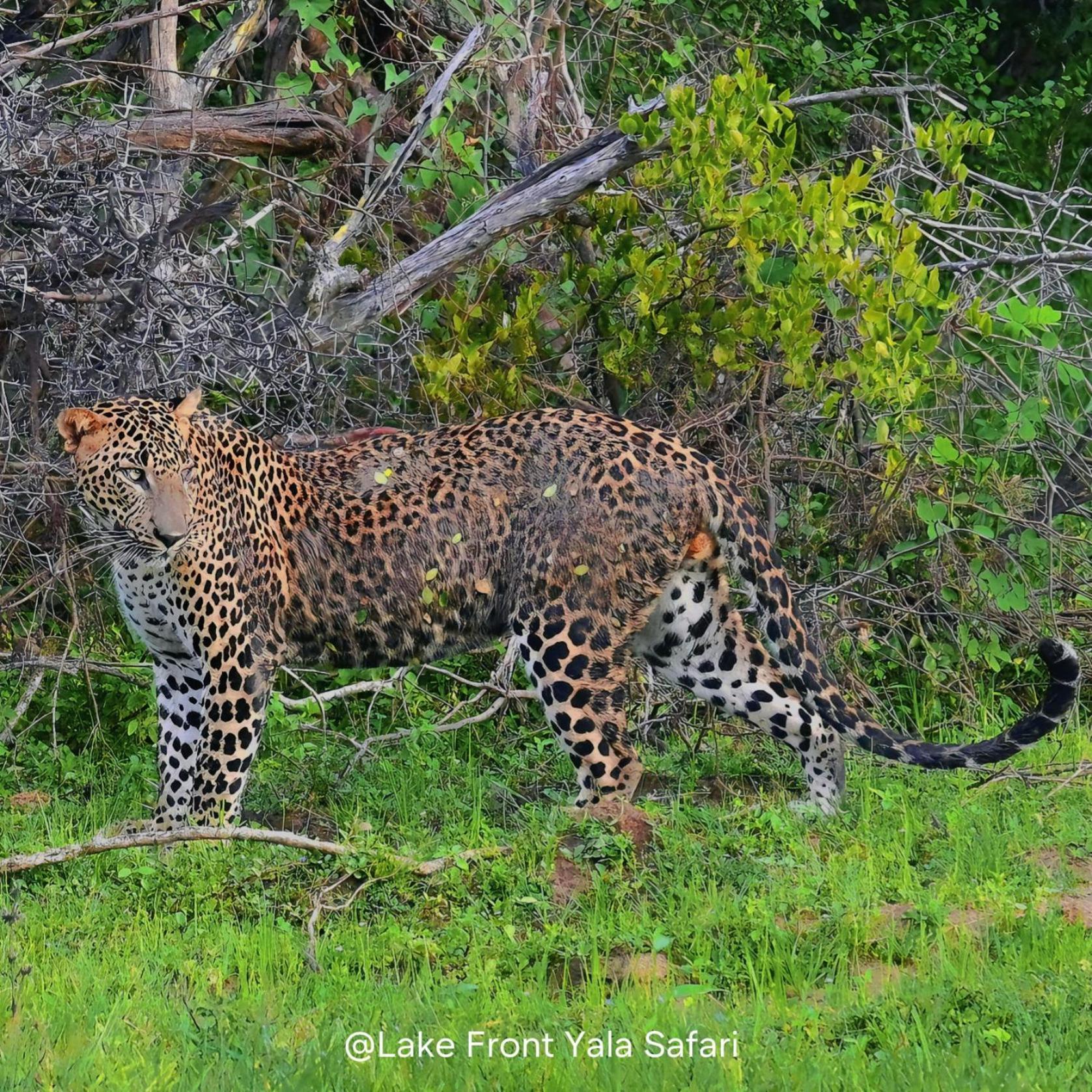 Lake Front Yala Safari Kataragama Exteriér fotografie